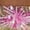 Short Pink Suit, variant on Women's Floral Embroidered Crop Top and Mini Skirt Set, Sequin Party Two Piece Outfit