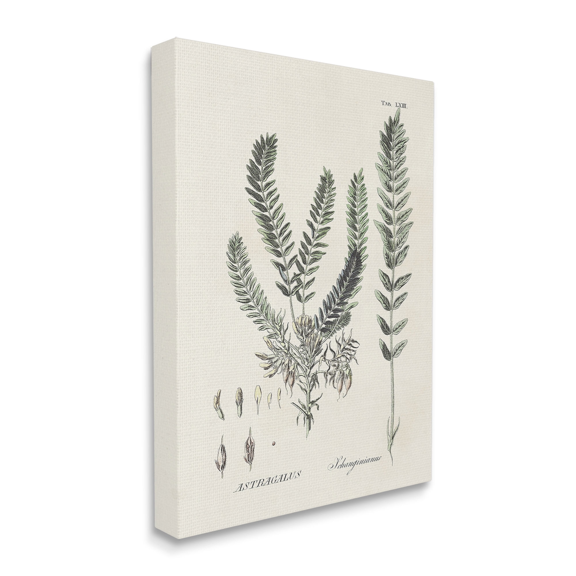 Stupell Industries Forest Leaves Diagram Botanical & Floral Painting Gallery Wrapped Canvas Art Print Wall Art, 24 x 30