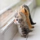 thumbnail image 5 of Cute and Interesting handmade toys DIY wool felt cat kits unfinished plush doll poking music toy gift Non-finished product, 5 of 5