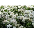 thumbnail image 2 of 5 WHITE ROSE Rosa Bush Shrub Perennial Flower Seeds, 2 of 10