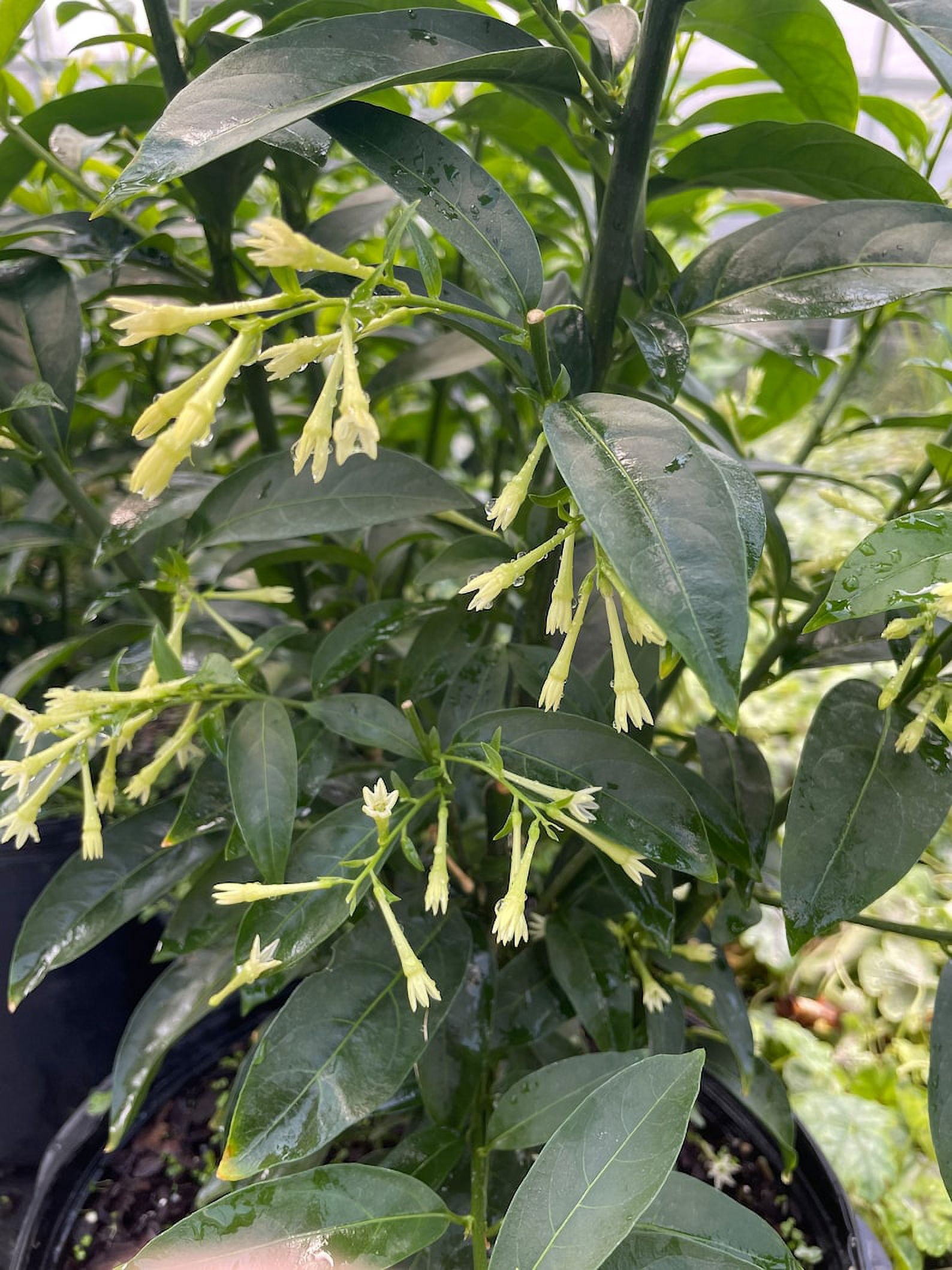 3 Fragrant Night Blooming Jasmine in 4 inch pots