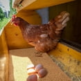 thumbnail image 4 of 6 Pcs Chicken Nest Pad, Easy To Clean Hen Coop Bedding, For Hens Coop Nesting Boxes, 4 of 6