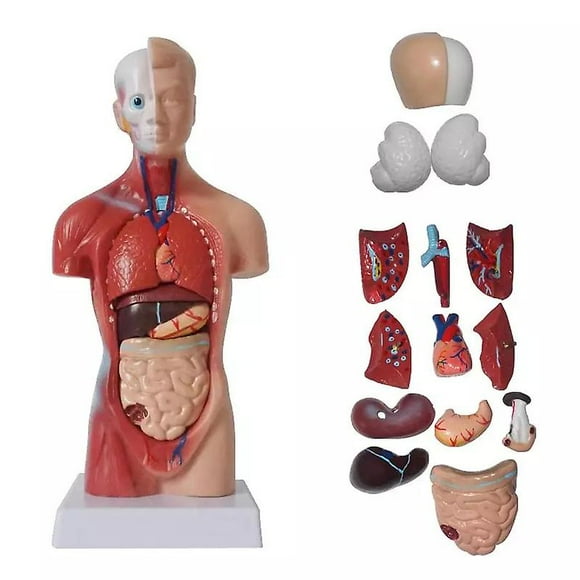 Unisex Human Torso Body Anatomy Anatomical Model Internal Organs Skeleton System