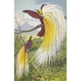 thumbnail image 2 of Thomas Waterman Wood 13x18 Black Ornate Wood Framed Double Matted Museum Art Print Titled - Papuan Paradisea (1871), 2 of 5