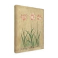 thumbnail image 2 of Trademark Fine Art 'Pink and White Tulips' Canvas Art by Debra Lake, 2 of 3