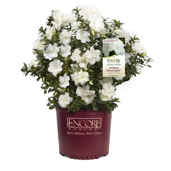 Encore Azalea Autumn Moonlight (1 Gallon) White Flowering Shrub - Full Sun Live Outdoor Plant
