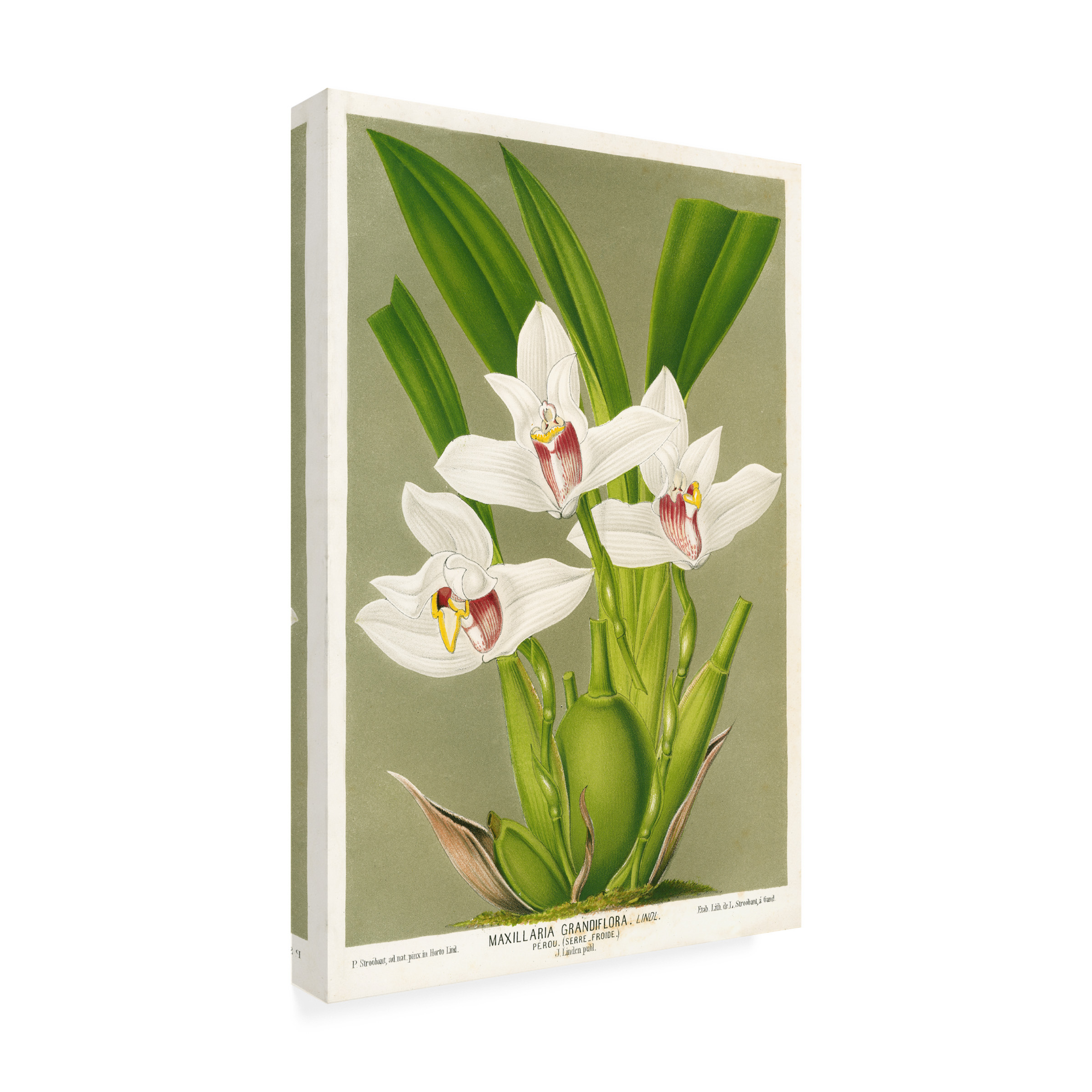 Trademark Fine Art Print Collection Maxillaria Orchid Canvas Wall Art - 30x47