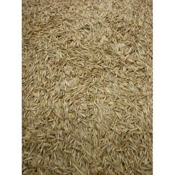 5LBS Creeping Red Fescue(Festuca Rubra) Fully Tested, Fast Germination