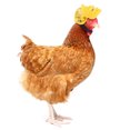 thumbnail image 4 of Giunmcul Holiday Saving Pet Products Protection Chicken Helmet Hen Hat Bird Hat Head Cover, 4 of 4