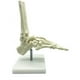 thumbnail image 3 of Esqueleto Humano 1:1 Modelo de AnatomíA del Pie, Pie y Tobillo con VáStago Modelo AnatóMico Recursos de EnseñAnza de AnatomíA, 3 of 5