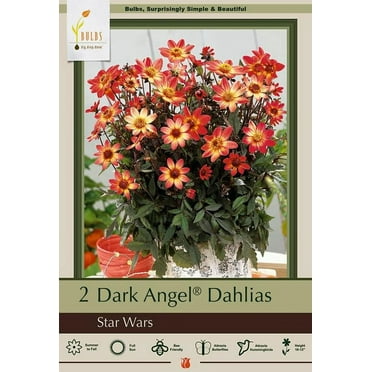 Dark Angel Star Wars Dahlia 2 Root Clumps - Dark Foliage - Compact Growth