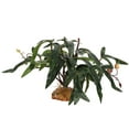 thumbnail image 1 of Miangastore Plantes de Gecko Vert 1Pcs 6.3X6.3X4.9In, 1 of 8