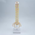 thumbnail image 2 of TISHITA Fexible Spine Model Vertebral Column 45cm Anatomy Life Size for Display standing, 2 of 8