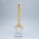 thumbnail image 2 of Modelo de columna vertebral flexible de 45 cm, anatomía de tamaño natural para exhibición de pie., 2 of 9