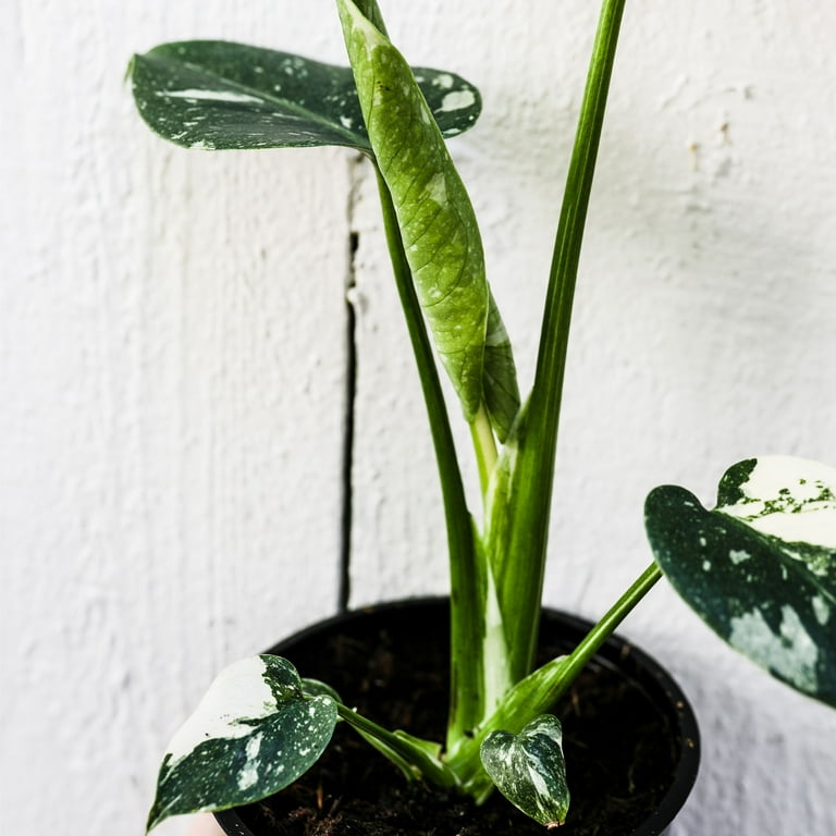 Wild Interiors Thai Constellation Green and Cream Monstera Live Plants in 5 Grower Pot, House Plant, Bright Indirect Light