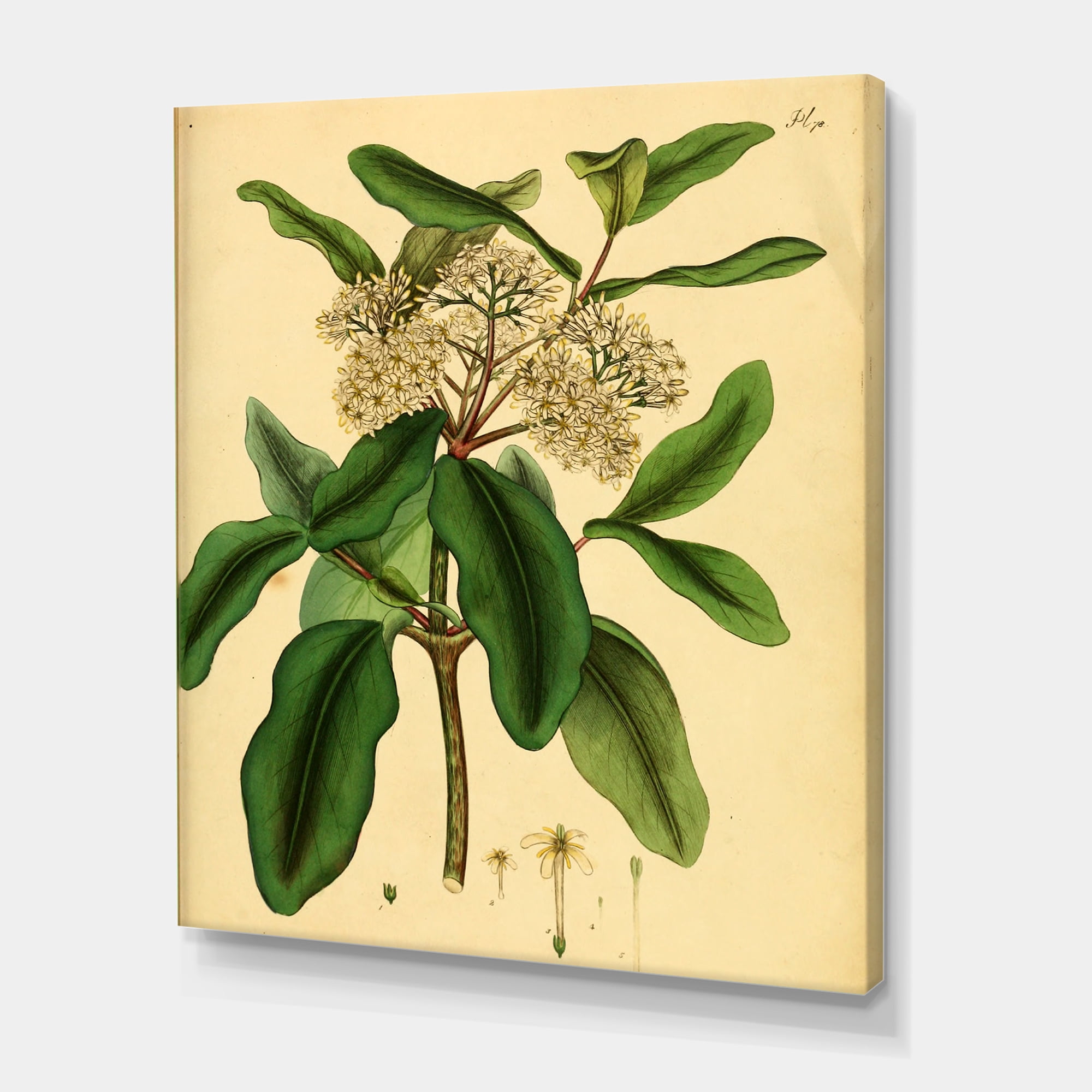 Designart ' Ancient Plant Life I ' Traditional Canvas Wall Art Print