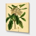 thumbnail image 3 of Designart ' Ancient Plant Life I ' Traditional Canvas Wall Art Print, 3 of 4