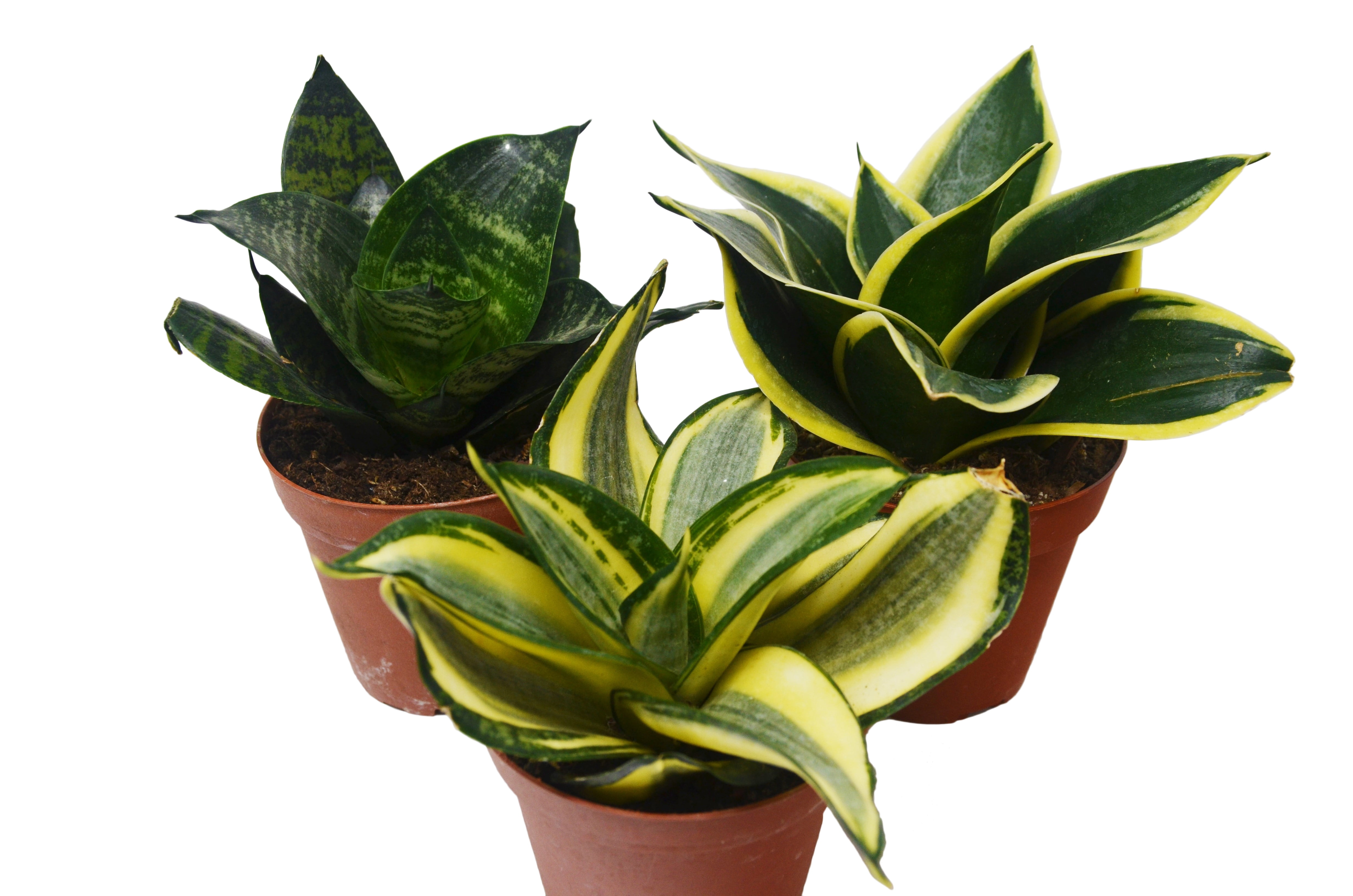 3 Different Snake Plants In 4 Pots Sansevieria Live Plant Free Care Guide Walmart Com Walmart Com
