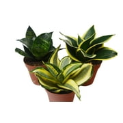 3 Different Snake Plants in 4" Pots - Sansevieria - Live Plant - FREE Care Guide