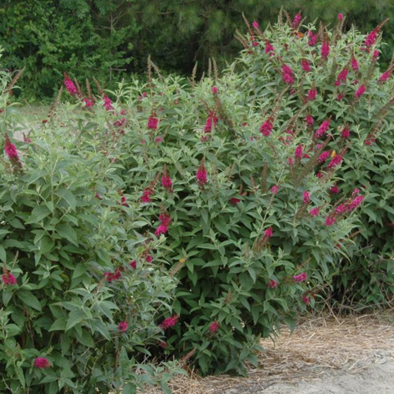 Proven Winners ColorChoice 6" Pink 'Miss Molly' Butterfly Bush Live Plant in 7.5" Pot