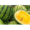 thumbnail image 4 of TomorrowSeeds - Yellow Petite Watermelon Seeds - 60+ Count - For 2026 Planting Yellow Flesh Personal, 4 of 9