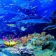 thumbnail image 3 of Decoración de peces de acuario Artificial, anémona de mar de silicona, adorno de peces artificiales, 3 of 8