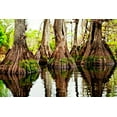 thumbnail image 2 of Nawrocke, Bruce 24x17 White Modern Wood Framed Museum Art Print Titled - Tree Stumps, 2 of 4