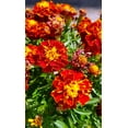 thumbnail image 6 of TomorrowSeeds - Red Cherry French Marigold Seeds - 1000+ Count - For 2026 Planting Dwarf Tagetes, 6 of 9