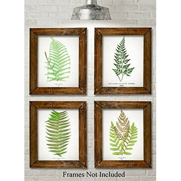 Antique Fern Botanical Prints - Set of Four Photos (8x10) Unframed