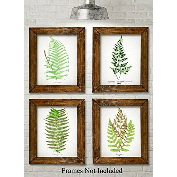Antique Fern Botanical Prints - Set of Four Photos (8x10) Unframed