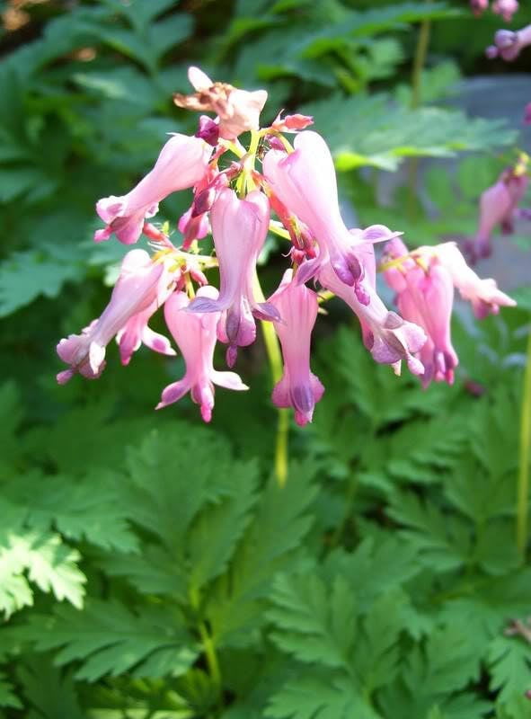 10 Pink FRINGED Fern Leaf BLEEDING HEART Dicentra Eximia Fernleaf Sun