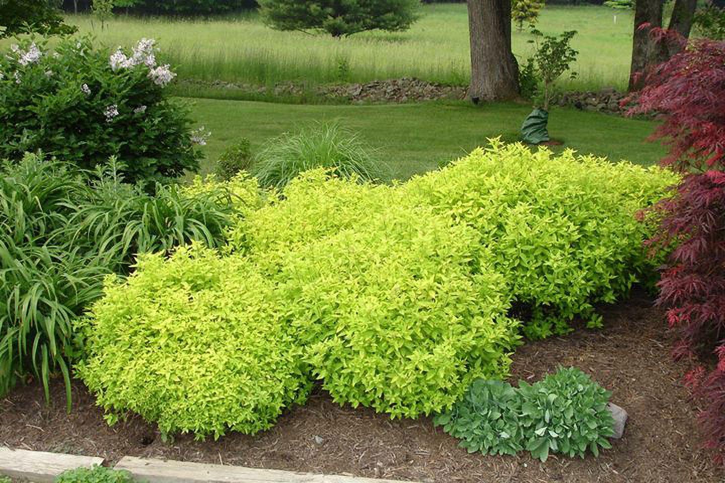 Expert Gardener 3.25G Spirea Goldmound Live Plants Full Sun Pink