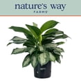 thumbnail image 5 of Nature's Way Farms Aglaonema Silver Bay (25-30 inches tall) in Growers Pot, 5 of 5