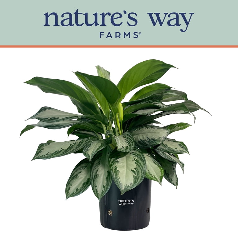 succulent plants for hanging baskets String of Bananas Hanging Succulent in 6