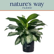 Natures Way Farms Aglaonema Silver Bay (25-30 inches tall) in Growers Pot