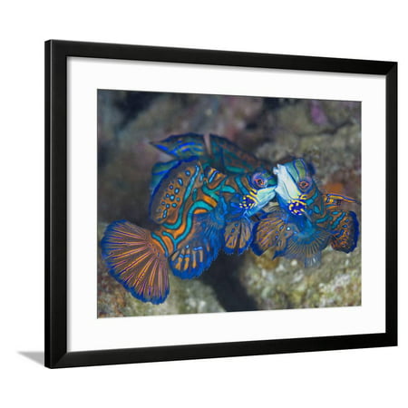 Male Mandarinfish (Synchiropus Splendidus) Fighting, One Trying to Drive the Other Away Framed Print Wall Art By Christopher