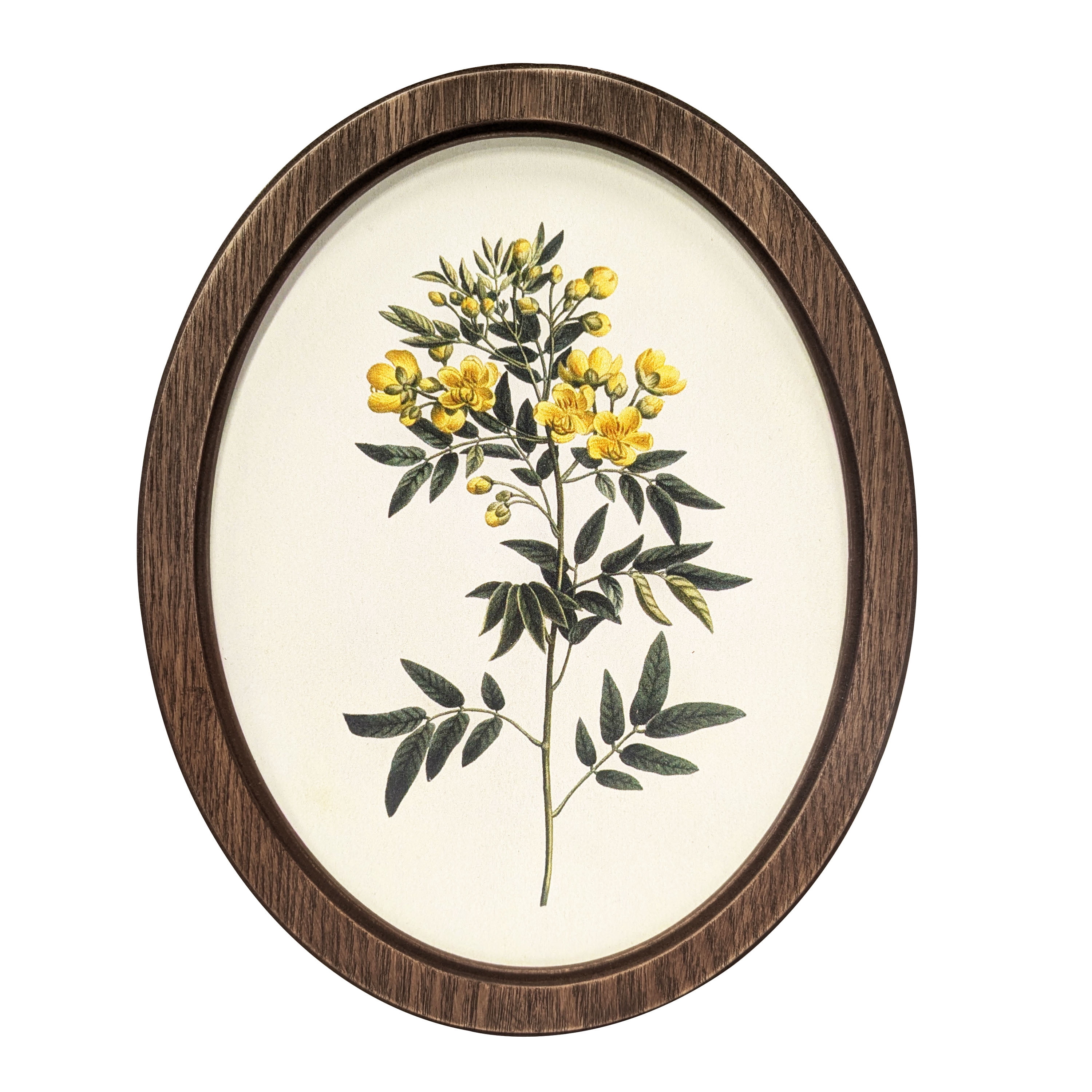 Bradley & Ballard Heirloom Botanical Oval Framed Wall Art Set, 2 Pieces, 8x10 Inches