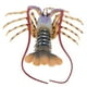 thumbnail image 3 of modelo de simulación de langosta de 15 perfke Figuras de animales de juguete, 3 of 8