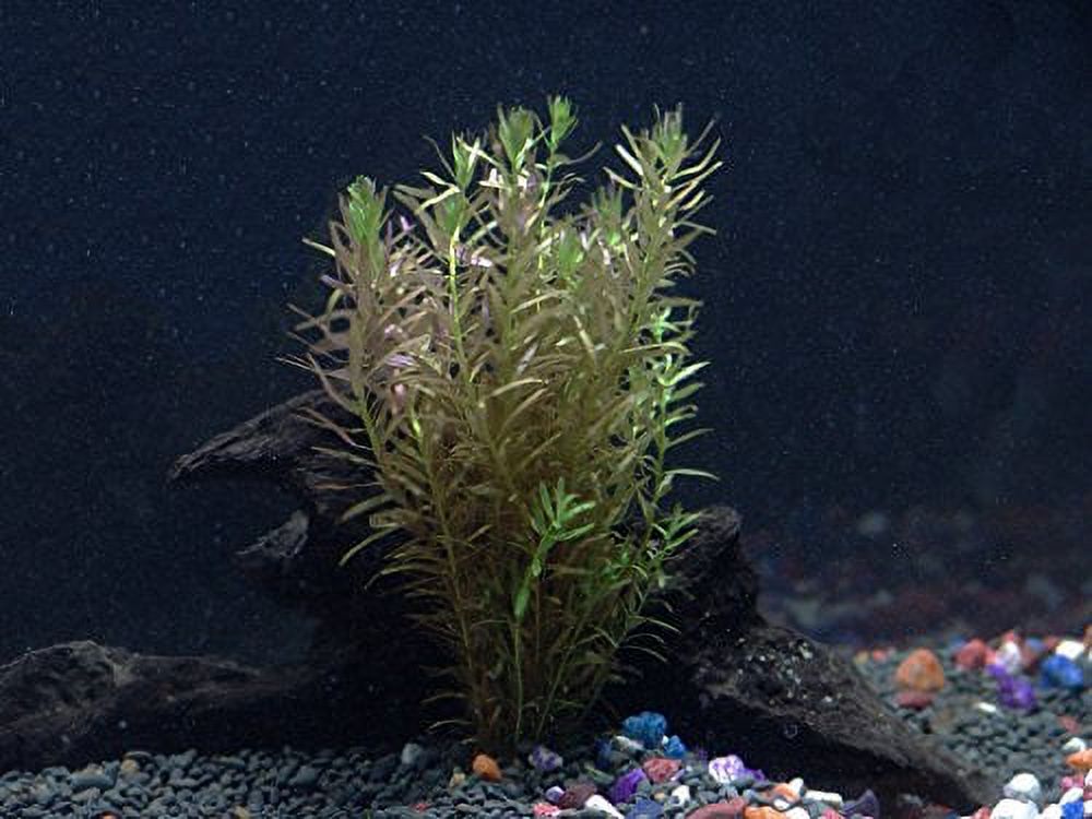 15+ Stems - 3 Kinds - Anacharis, Rotala Indica, Ludwigia Repens