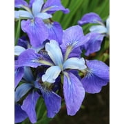 Painted Desert Siberian Iris - 3 root divisions