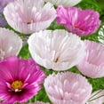 thumbnail image 2 of Drought Tolerant Cosmos Bipinnatus Cupcakes Blush Cut Flower Seed Mix - 100 Seeds, 2 of 2