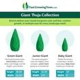 thumbnail image 4 of Brighter Blooms - Baby Giant Arborvitae Tree, 1-2 ft. - No Shipping To AZ and OR, 4 of 6