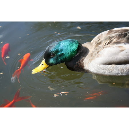 Canvas Print Fish Mallard Pond Duck Coy Nature Birds Stretched Canvas 10 x (Best Fish For Duck Pond)