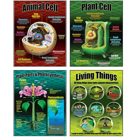 LIFE SCIENCE TEACHING POSTER SET
