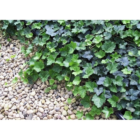 Thorndale English Ivy 4 Plants - Hardy Groundcover -1 3/4