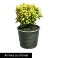 thumbnail image 4 of Golden Devine Barberry Deciduous Flowering Shrub, grown in a 2.25 Gallon Pot (1-Pack), 4 of 4