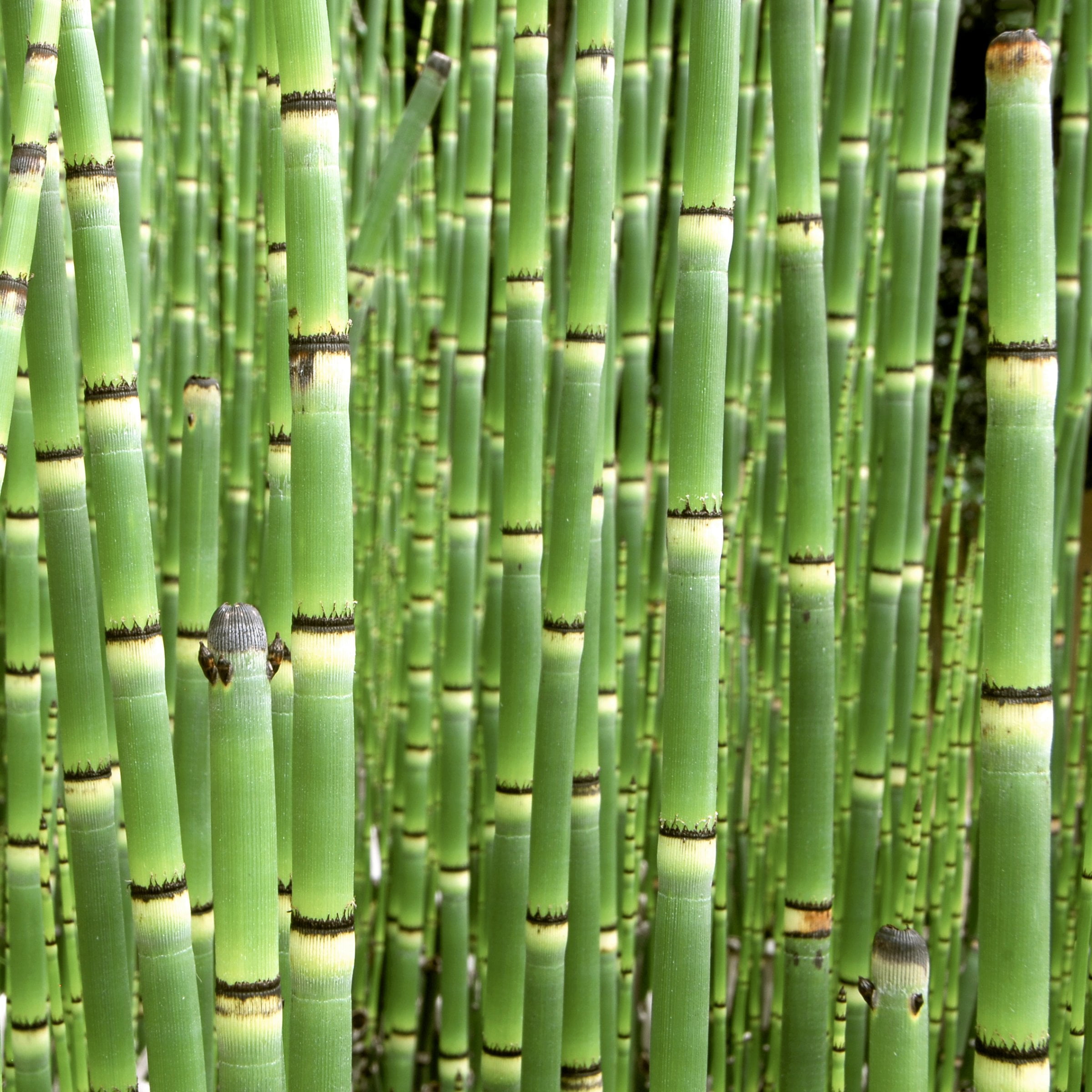 1 gal. Equisetum Horsetail Plant