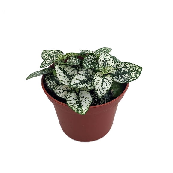 White Splash Polka Dot Plant - Hypoestes - 2.5" Pot - Colorful House Plant