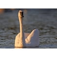 thumbnail image 3 of Fitzharris, Tim 24x18 Black Modern Framed Museum Art Print Titled - Trumpeter Swan-Arkansas II, 3 of 5