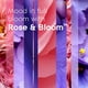 thumbnail image 3 of Ambientador Candle Jar Glade Rose & Bloom, 100 ml, paquete de 2, 3 of 9